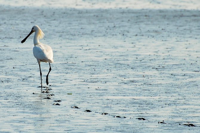 Seal Safari at UNESCO Site Waddensea from Amsterdam - The Twisk detour: a short walk in a 17th-century village
