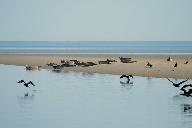 Seal Safari at UNESCO Site Waddensea from Amsterdam - Pace, timing, and what you should expect to feel