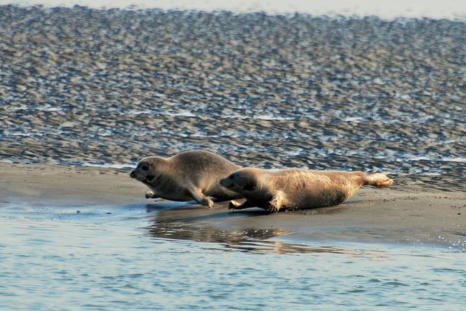 Seal Safari at UNESCO Site Waddensea from Amsterdam - Price and value: what you are really paying for