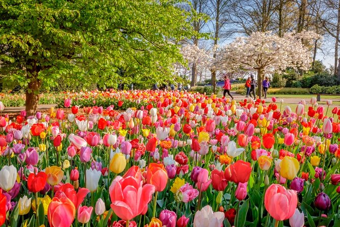Skip-the-Line Keukenhof Gardens and Tulip Fields Tour from Amsterdam - Inside Keukenhof: What 7 Million Blooms Feels Like
