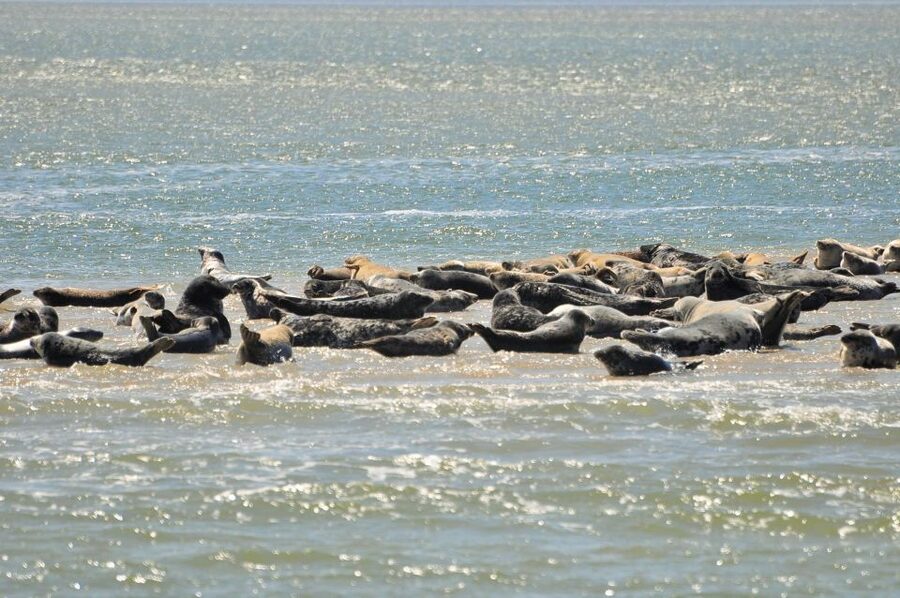 Small group full day island tour to Texel from Amsterdam - What to pack and how to get the most from the coast