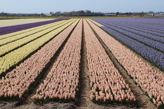 Small Group Keukenhof and Delft Guided Tour from Amsterdam - Why Keukenhof plus Delft feels like the right spring combo
