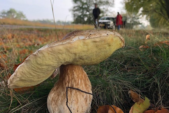 Small Group Tour to NP Hoge Veluwe (van Gogh) from Amsterdam - Lunch and timing: how to avoid the one mistake that ruins a half-day