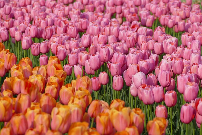 Taking Pictures in the Tulip Field at De Tulperij - What You Do in the Tulip Field, and How It Helps Your Photos