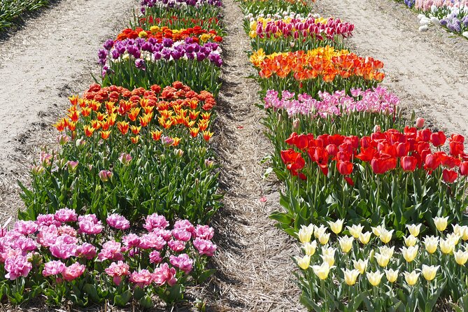 Taking Pictures in the Tulip Field at De Tulperij - Seasonal Blooms: Tulips or Daffodils