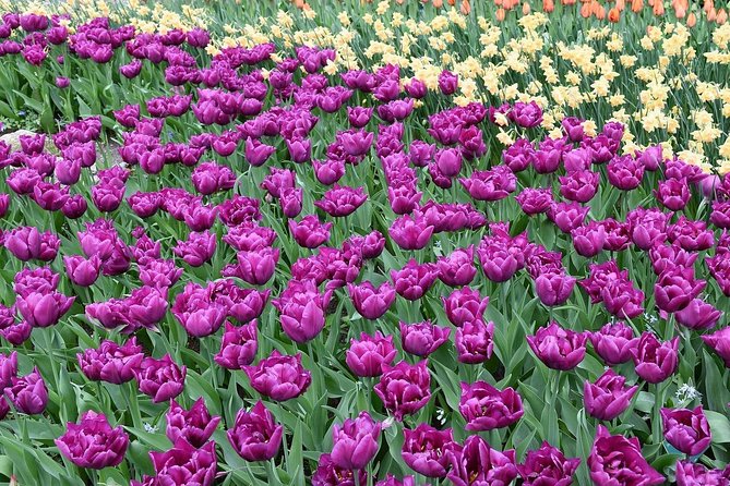 Tour to Giethoorn and Keukenhof Tulip Fields from Amsterdam - Price reality check: what you are paying for