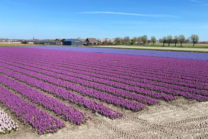 Tulip Fields near Keukenhof - Self-Drive Audio Tour for 2 People - How the 20 km GPS audio route really works