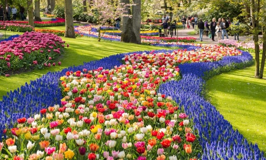 Warmond: Windmill Cruise and Keukenhof Entry Ticket - Price and Value at About $42 Per Person
