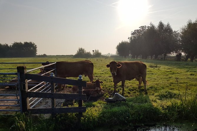 Zaanse Schans and Volendam Private Tour – Clogs, Cheese and More - Stop 2: Clogs at the wooden shoe factory, with a live demo