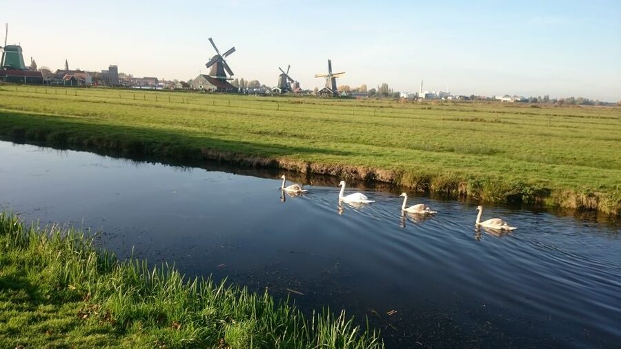 Zaanse Schans Windmills 4-Hour Tour in Italian - An Italian guide makes the day click