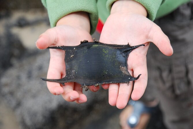 Zeeland Beach safari with Fishnet NL/DE - Key things to know before you go