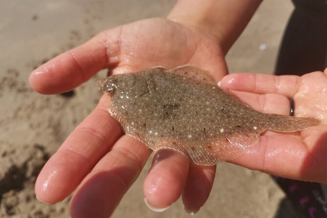Zeeland Beach safari with Fishnet NL/DE - Along the Waterline: Crabs, Shells, Fish, and Jellyfish Potential