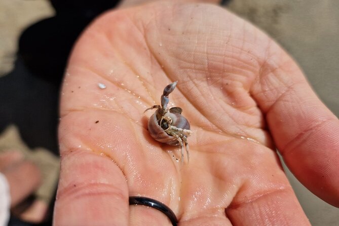 Zeeland Beach safari with Fishnet NL/DE - North Sea Shallows and the Reality of What You Might Find