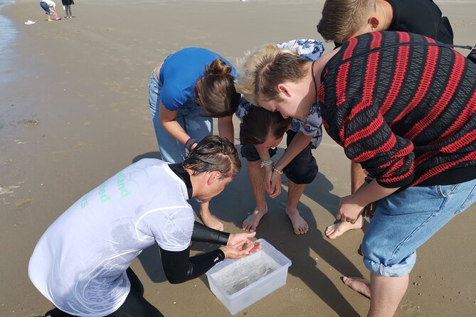 Zeeland Beach safari with Fishnet NL/DE - The Seal Wildcard, When Luck and Timing Work Together