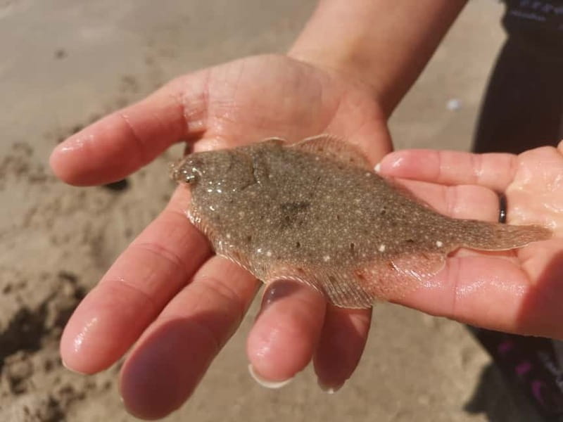 Zeeland Strand safari met visnet NL/DE - Key highlights