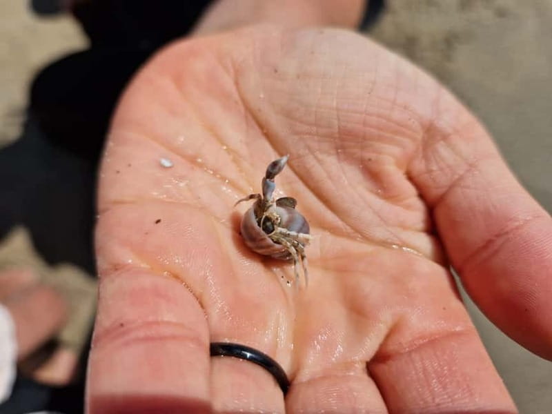 Zeeland Strand safari met visnet NL/DE - Magnifying Jars and Identification Cards: Turning Finds Into Real Species