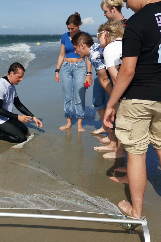 Zeeland Zeehonden strand safari NL/DE - Marine Life You Might Encounter on the North Sea Shore