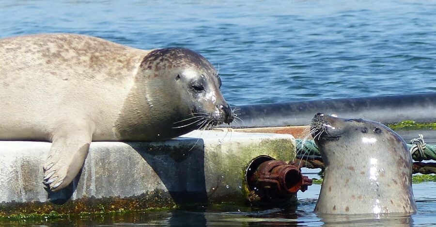 Zeeland Zeehonden strand safari NL/DE - Guide Style and Languages: Dutch or German, with Real Enthusiasm
